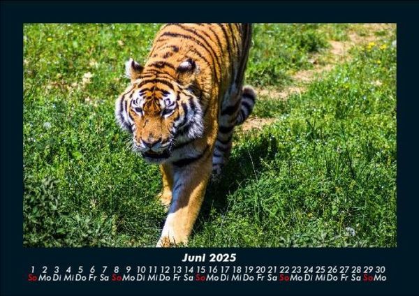Produktbild: Tiger 2025 Fotokalender DIN A5
