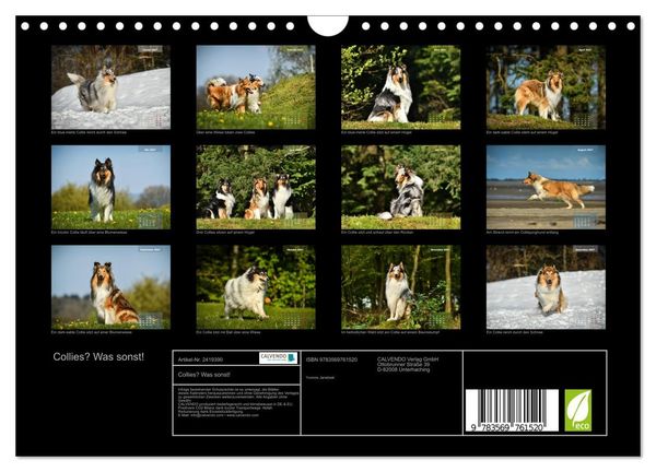 Produktbild: Collies? Was sonst! (Wandkalender 2027 DIN A4 quer), CALVENDO Monatskalender