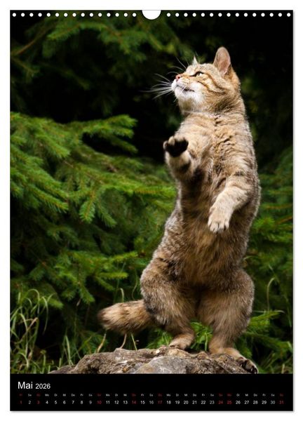 Produktbild: Wildkatzen - scheue J&auml;ger (Wandkalender 2026 DIN A3 hoch), CALVENDO Monatskalender