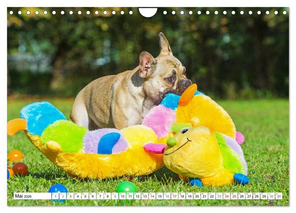 Produktbild: Kleiner Kobold Franz&ouml;sische Bulldogge (Wandkalender 2026 DIN A4 quer), CALVENDO Monatskalender