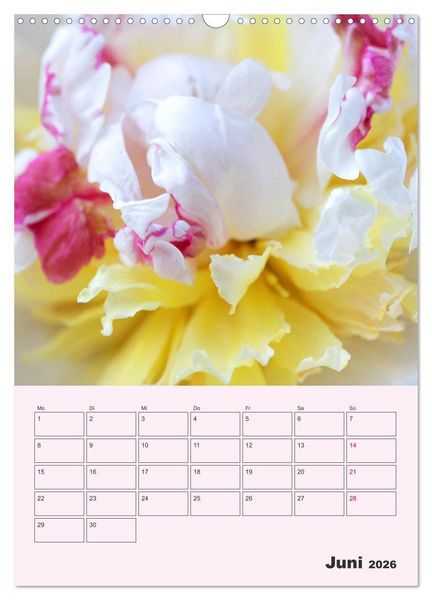 Produktbild: Pfingstrosen Rosen ohne Dornen (Wandkalender 2026 DIN A3 hoch), CALVENDO Monatskalender
