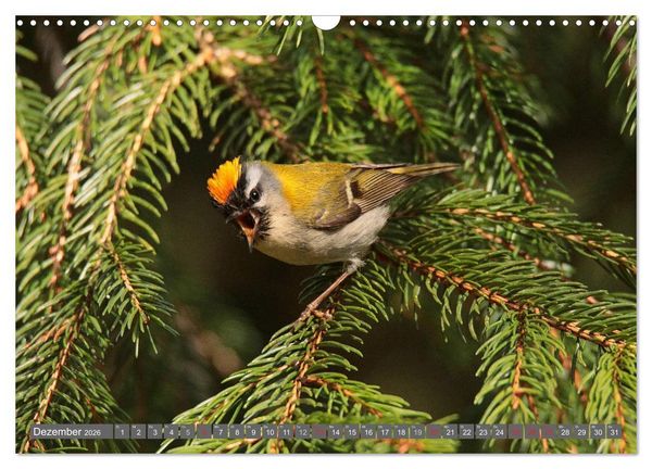 Produktbild: V&ouml;gel ganz nah (Wandkalender 2026 DIN A3 quer), CALVENDO Monatskalender