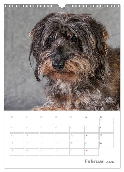 Produktbild: Dackelportraits (Wandkalender 2026 DIN A3 hoch), CALVENDO Monatskalender