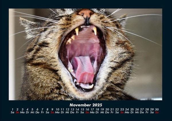 Produktbild: F&uuml;r Katzenfreunde 2025 Fotokalender DIN A4