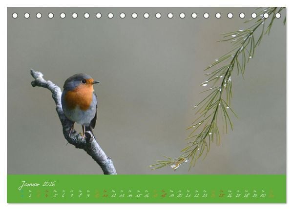 Produktbild: Das Rotkehlchen singt uns ein Lied (Tischkalender 2026 DIN A5 quer), CALVENDO Monatskalender