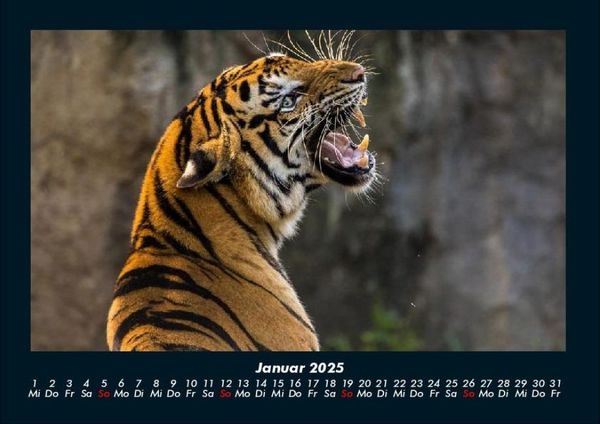 Produktbild: Tiere in der Wildnis 2025 Fotokalender DIN A4