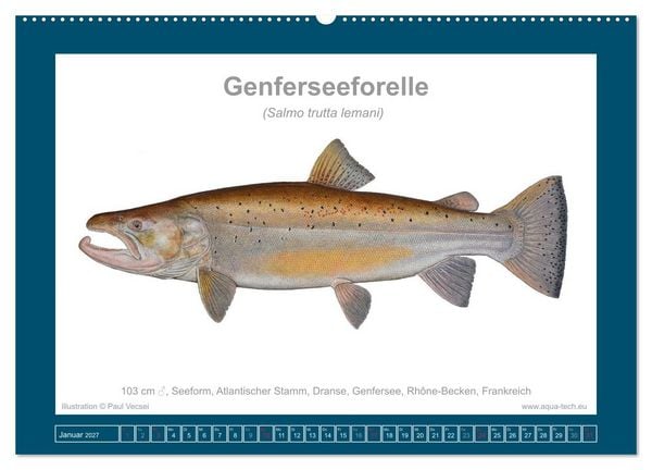 Produktbild: Fisch als Kunst 2027: Seeforellen (Wandkalender 2027 DIN A2 quer), CALVENDO Monatskalender