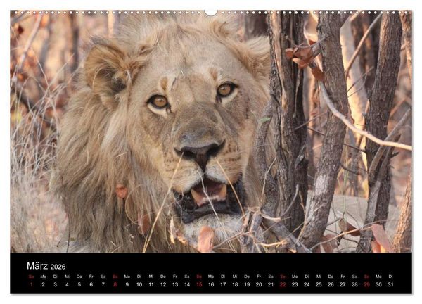 Produktbild: L&ouml;wen - K&ouml;nige der Tiere (Wandkalender 2026 DIN A2 quer), CALVENDO Monatskalender