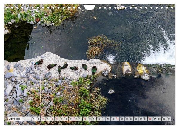 Produktbild: Ein Tag auf Madeira (Wandkalender 2026 DIN A4 quer), CALVENDO Monatskalender