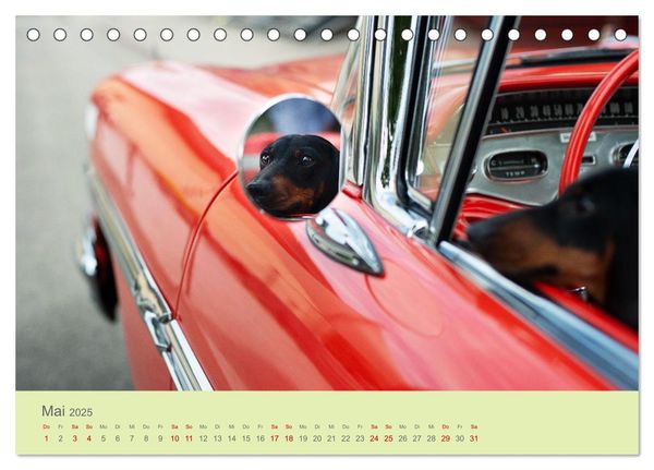 Dackel unterwegs (Tischkalender 2025 DIN A5 quer), CALVENDO Monatskalender