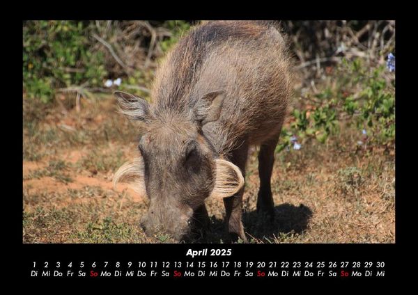 Produktbild: Waldbewohner 2025 Fotokalender DIN A3