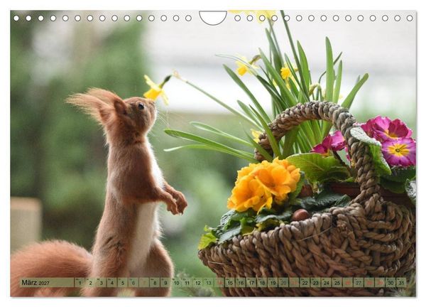 Produktbild: Eichh&ouml;rnchen-Spa&szlig; (Wandkalender 2027 DIN A4 quer), CALVENDO Monatskalender