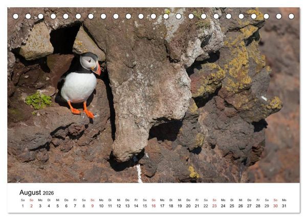 Produktbild: Papageitaucher: Puffin - Lundi - Fratercula arctica (Tischkalender 2026 DIN A5 quer), CALVENDO Monatskalender