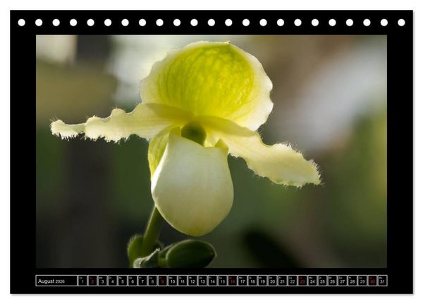 Produktbild: Frauenschuhe - die sch&ouml;nsten Orchideen der Welt (Tischkalender 2026 DIN A5 quer), CALVENDO Monatskalender