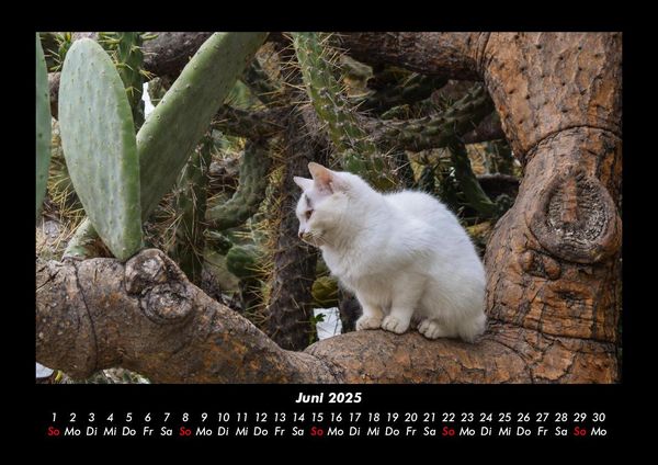 Produktbild: F&uuml;r Katzenfreunde 2025 Fotokalender DIN A3