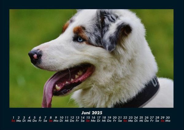 Produktbild: Hundezauber 2025 Fotokalender DIN A4