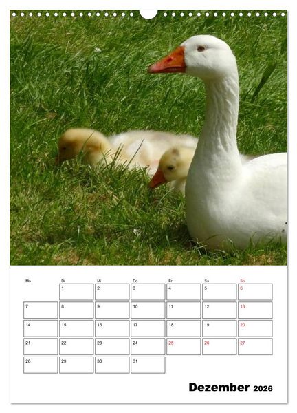 Produktbild: Gl&uuml;ckliche G&auml;nse (Wandkalender 2026 DIN A3 hoch), CALVENDO Monatskalender