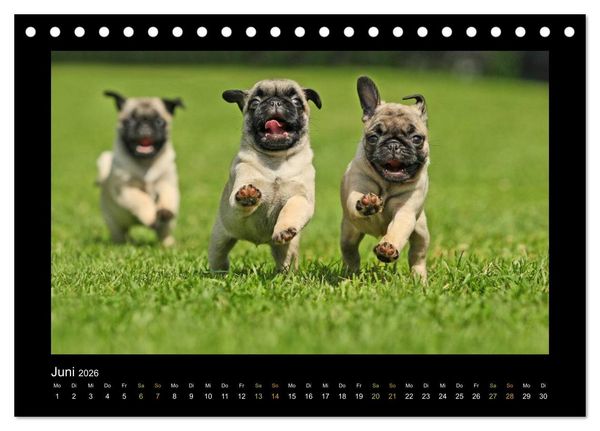 Produktbild: Der Feldfurchen-Mops (Tischkalender 2026 DIN A5 quer), CALVENDO Monatskalender