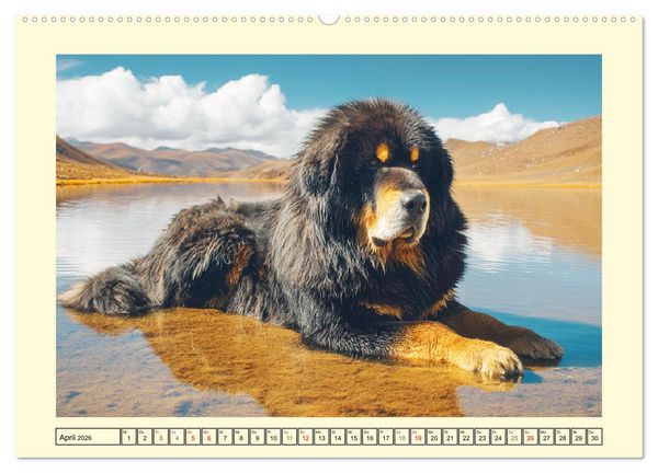Produktbild: Tibet Mastiffs. Stolze Seelen im Wind der Berge (hochwertiger Premium Wandkalender 2026 DIN A2 quer), Kunstdruck in Hochglanz