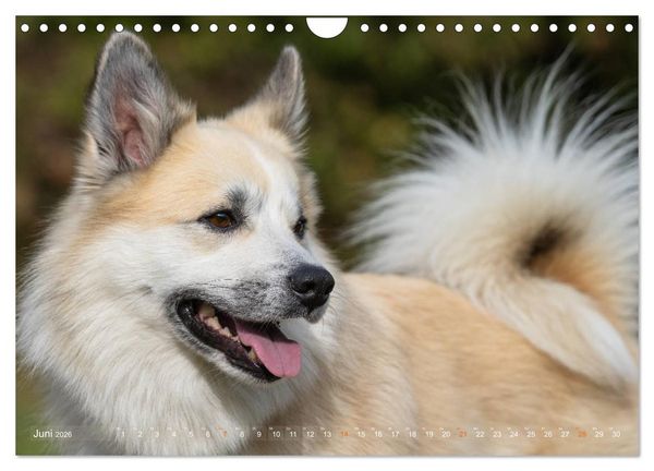 Produktbild: Islandhunde im Portrait (Wandkalender 2026 DIN A4 quer), CALVENDO Monatskalender