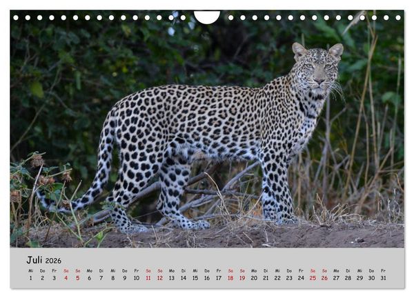 Produktbild: Leoparden - gro&szlig; und klein (Wandkalender 2026 DIN A4 quer), CALVENDO Monatskalender