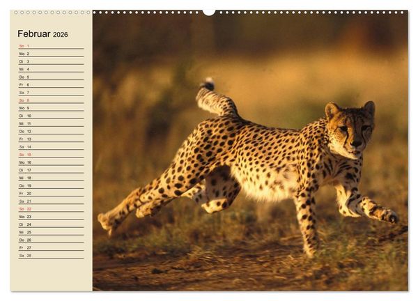 Produktbild: Die Lautlosen. Geparden und Leoparden (hochwertiger Premium Wandkalender 2026 DIN A2 quer), Kunstdruck in Hochglanz