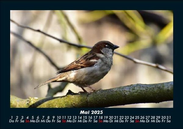 Produktbild: Vogelparadies 2025 Fotokalender DIN A5