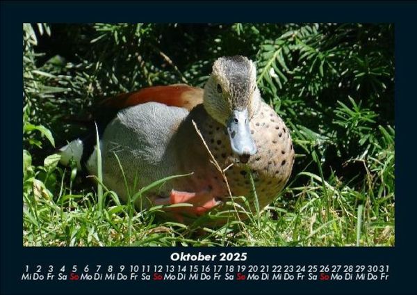 Produktbild: V&ouml;gel 2025 Fotokalender DIN A5