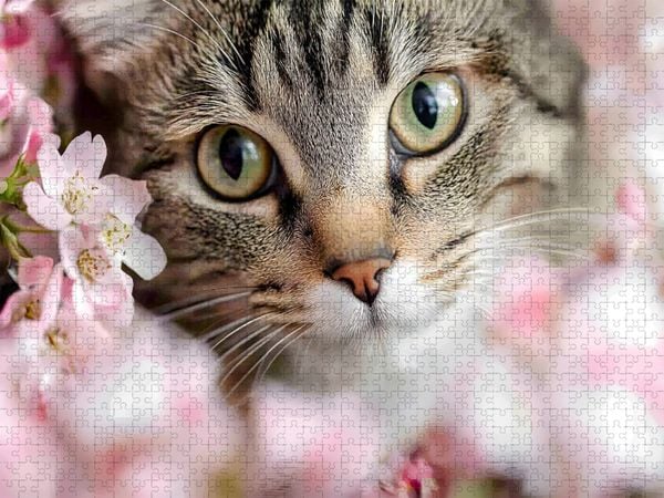 Produktbild: CALVENDO Puzzle Wundersch&ouml;ne Tigerkatze im Fr&uuml;hling | 1000 Teile Lege-Gr&ouml;&szlig;e 64x48cm Foto-Puzzle f&uuml;r gl&uuml;ckliche Stunden