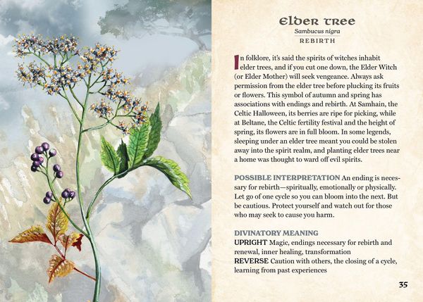 Produktbild: The Herbalist's Oracle