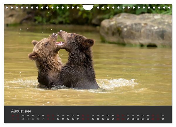 Produktbild: Die grossen B&auml;rentatzen (Wandkalender 2026 DIN A4 quer), CALVENDO Monatskalender
