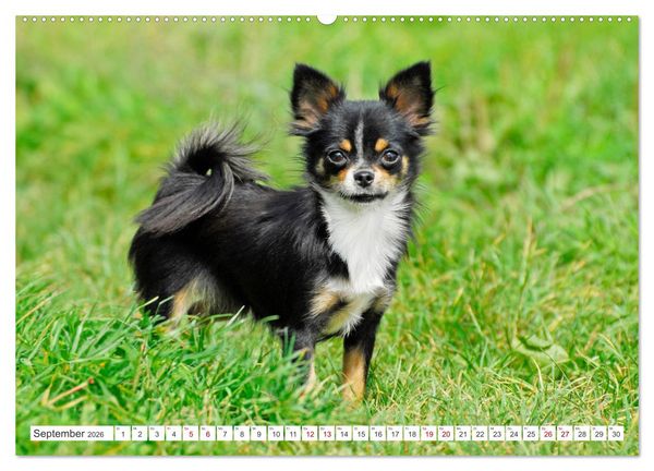 Produktbild: Enegieb&uuml;ndel Chihuahua - Temperament auf vier Pfoten (hochwertiger Premium Wandkalender 2026 DIN A2 quer), Kunstdruck in Hochglanz