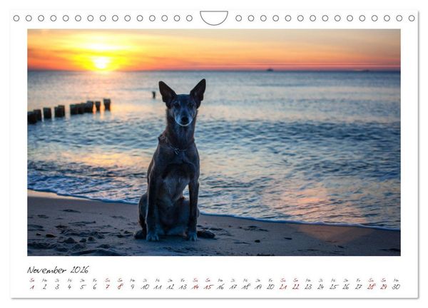 Produktbild: Mit dem Malinois durch das Jahr (Wandkalender 2026 DIN A4 quer), CALVENDO Monatskalender