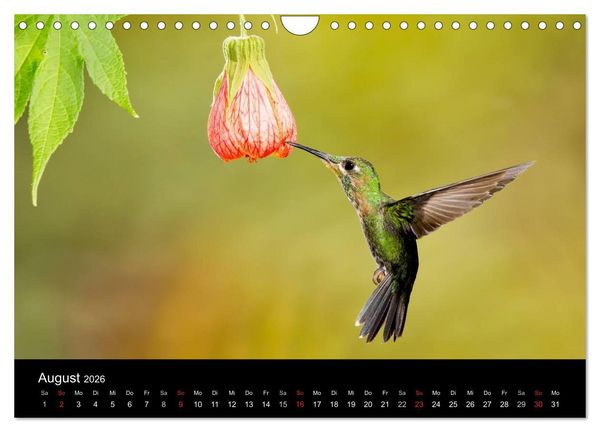 Produktbild: Der Kolibrikalender (Wandkalender 2026 DIN A4 quer), CALVENDO Monatskalender