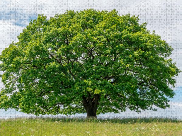 Produktbild: CALVENDO Puzzle Ein Motiv aus dem Kalender Eiche in den vier Jahreszeiten. | 1000 Teile Lege-Gr&ouml;&szlig;e 64x48cm Foto-Puzzle f&uuml;r gl&uuml;ckliche Stunden