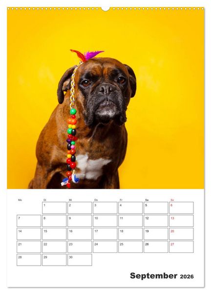 Produktbild: colorful world of boxer 2026 (Wandkalender 2026 DIN A2 hoch), CALVENDO Monatskalender
