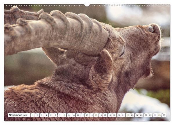 Produktbild: Steinb&ouml;cke - imposante Tiere (hochwertiger Premium Wandkalender 2026 DIN A2 quer), Kunstdruck in Hochglanz