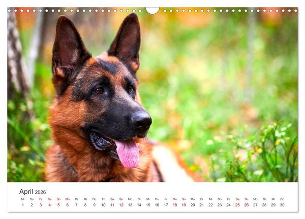 Produktbild: Sch&auml;ferhunde - Die gutm&uuml;tigen Wegbegleiter. (Wandkalender 2026 DIN A3 quer), CALVENDO Monatskalender
