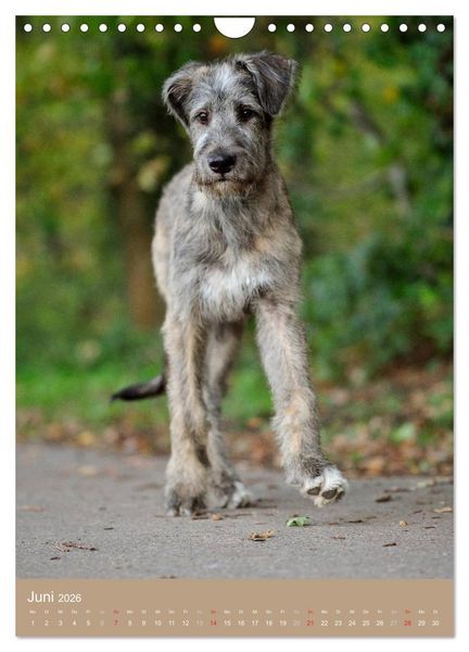 Produktbild: Hundekinder (Wandkalender 2026 DIN A4 hoch), CALVENDO Monatskalender