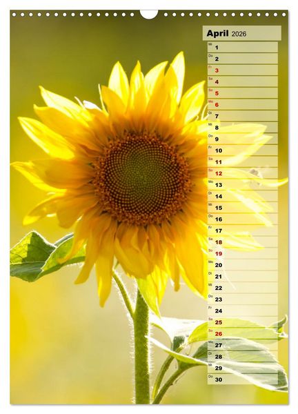 Produktbild: Leuchtende Sonnenblumen, sonnige Aussichten das ganze Jahr (Wandkalender 2026 DIN A3 hoch), CALVENDO Monatskalender