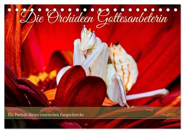 Produktbild: Die Orchideen Gottesanbeterin (Tischkalender 2026 DIN A5 quer), CALVENDO Monatskalender
