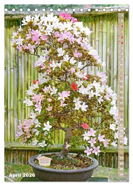 Produktbild: Bonsai: Gartenkunst im Kleinen (Tischkalender 2026 DIN A5 hoch), CALVENDO Monatskalender