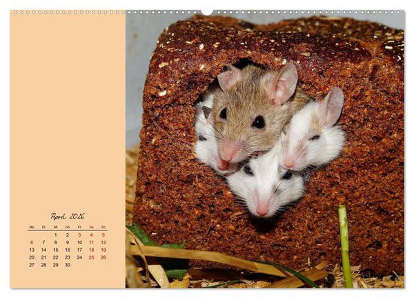 Produktbild: Mausige Zeiten! Putzige Gesellen mit Knopfaugen (hochwertiger Premium Wandkalender 2026 DIN A2 quer), Kunstdruck in Hochglanz