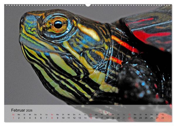 Produktbild: Reptilien Schlangen, Echsen und Co. (hochwertiger Premium Wandkalender 2026 DIN A2 quer), Kunstdruck in Hochglanz