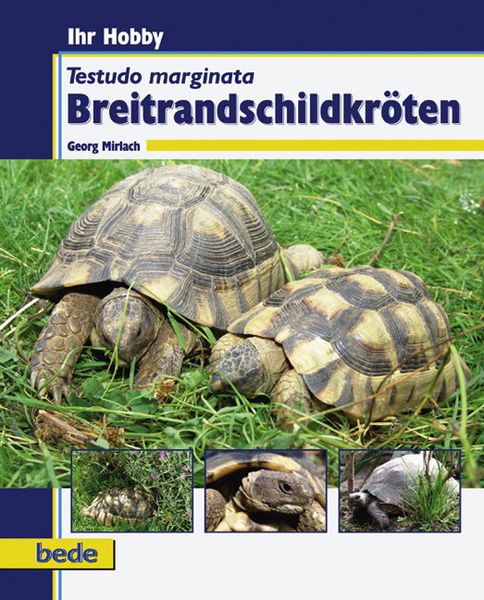 Breitrandschildkröten, Gebundene Ausgabe von Georg Mirlach, Verlag Eugen Ulmer, 9783898601566