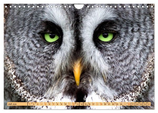 Produktbild: Tiere Schau mir in die Augen (Wandkalender 2026 DIN A4 quer), CALVENDO Monatskalender