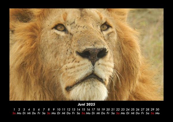 Produktbild: L&ouml;wen in der Wildnis 2025 Fotokalender DIN A3