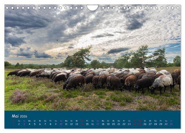 Produktbild: Heidschnucken, die pr&auml;chtigen Schafe der L&uuml;neburger Heide (Wandkalender 2026 DIN A4 quer), CALVENDO Monatskalender