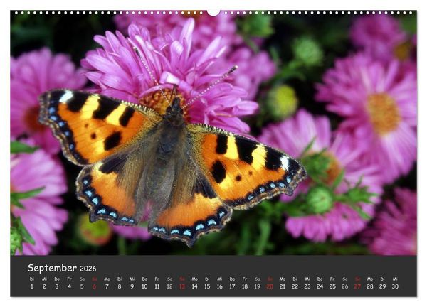 Produktbild: Wundersch&ouml;ne Schmetterlinge (hochwertiger Premium Wandkalender 2026 DIN A2 quer), Kunstdruck in Hochglanz