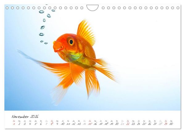Produktbild: Goldy - mein Goldfisch (Wandkalender 2026 DIN A4 quer), CALVENDO Monatskalender